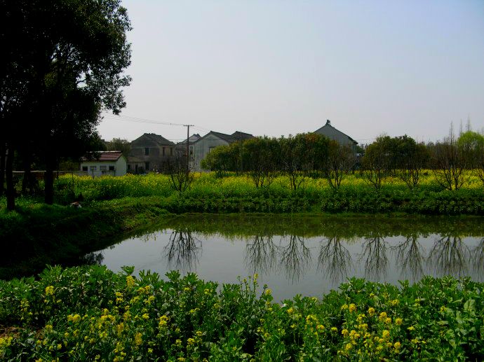 上海鄉(xiāng)村振興，建設(shè)美麗綠色幸?！叭龍@”